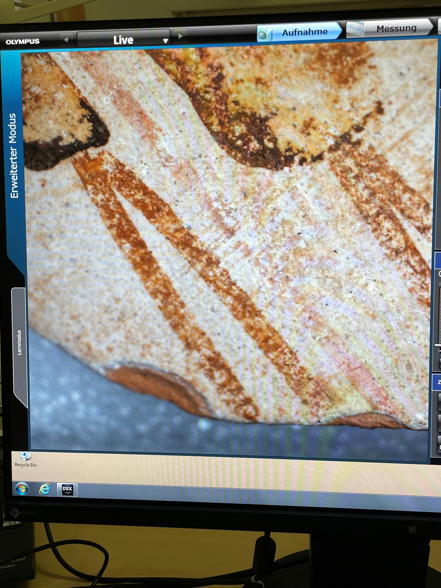 Foto einer mikroskopischen Aufnahme